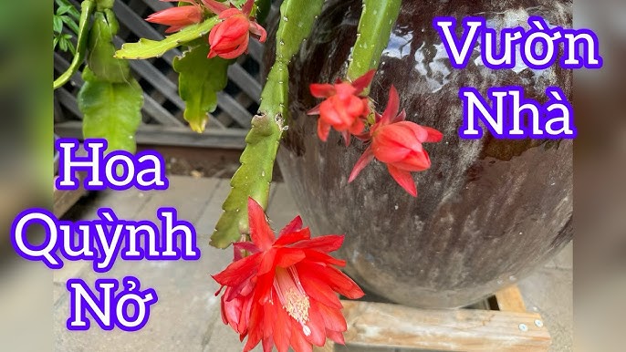 Ý nghĩa và tác dụng của hoa quỳnh