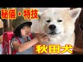 挑戦者求む！一子相伝・秘儀公開！秋田犬そうすけ【VLOG】