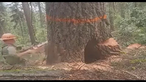 O que pode acontecer com o solo devido ao corte das árvores?