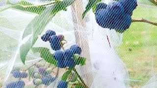 Keeping Animals Away from Blueberries with Tulle Netting