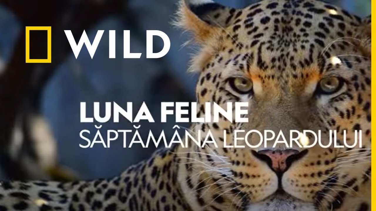 pierderea în greutate leopard