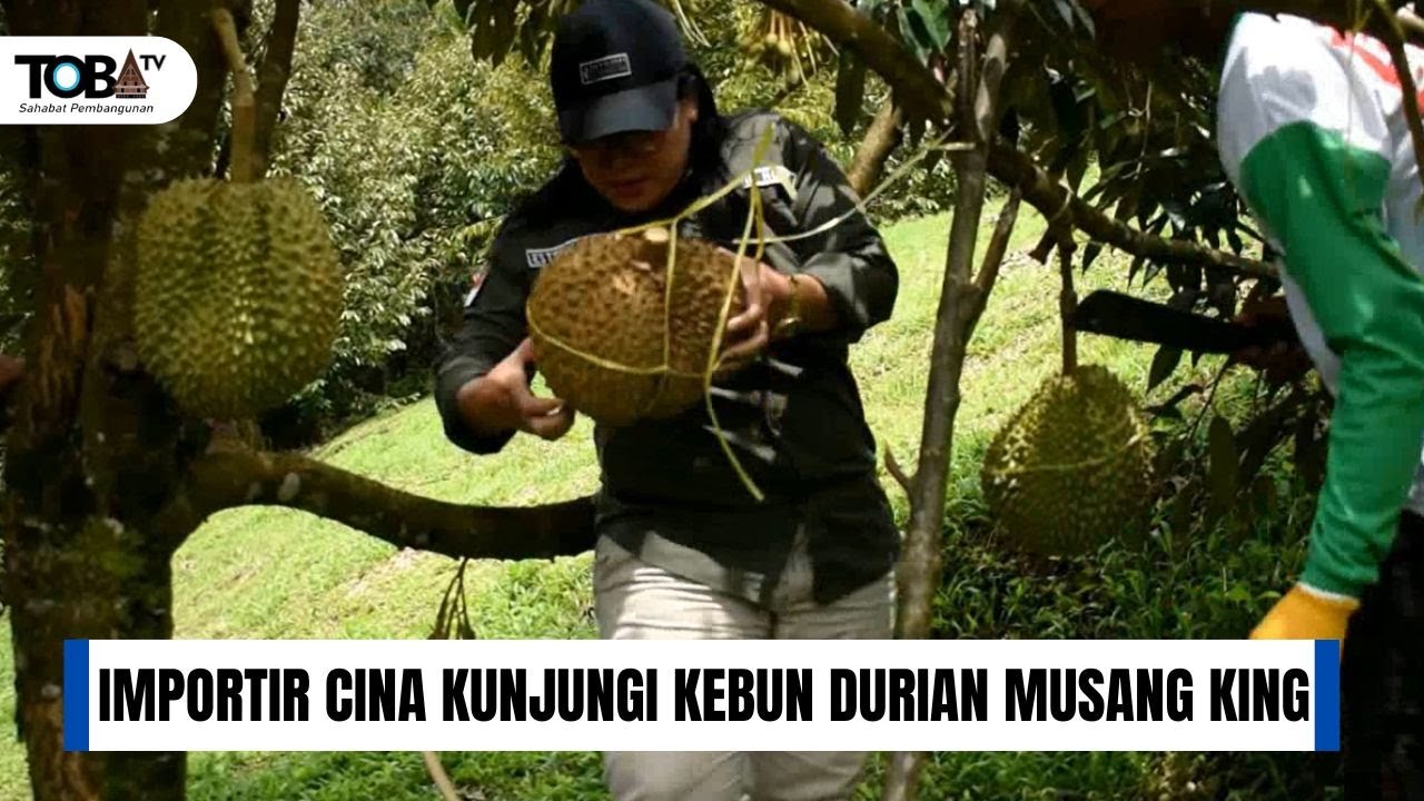DURIAN IMPORTERS FROM CHINA VISIT MUSANGKING DURIAN GARDEN IN GAROGA, NORTH TAPANULI