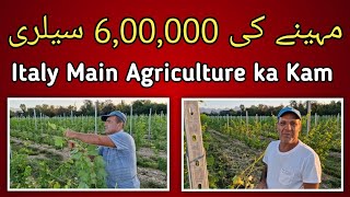 Mahine ki 6,00,000 salary I Work in italy I italy main Agriculture ka kam I#shorts#youtubeshorts