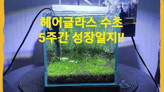 헤어글라스 수초 5주간의 성장일지 _ 초보도 키우기 쉬운 수초?!