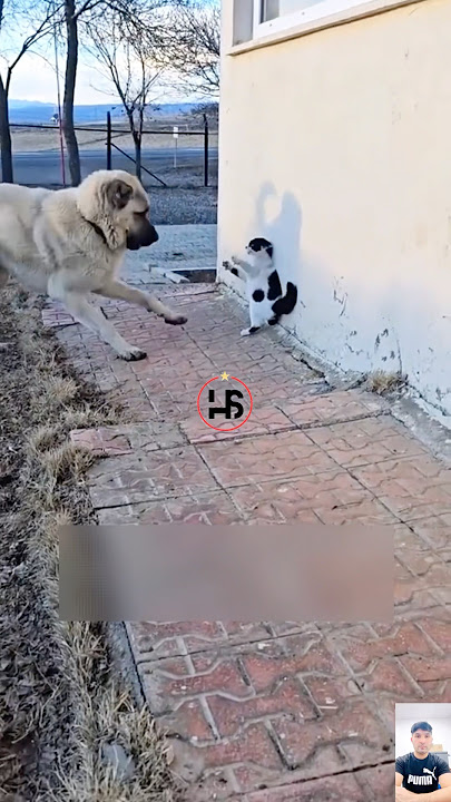 Kangal vs brave cat😱Who Wins?