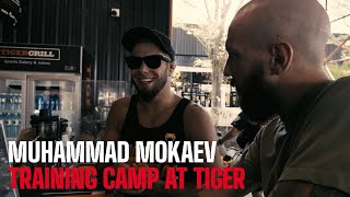 'I Hate Losing Even In Sparring Rounds' Mokaev Training At Tiger Muay Thai Before Alex Perez Fight