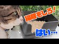 最強トイレを1ヶ月使った感想と初めての掃除【猫との日常】