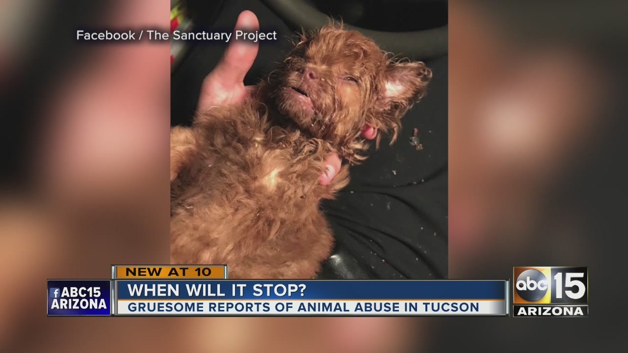 Two animal abuse cases in Tucson that leave us broken hearted - YouTube