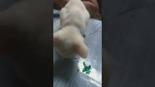 Download Lagu ang aming pusa...bow MP3 Download Lagu ang aming pusa...bow MP3