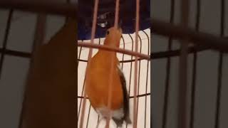 Download Lagu ANIS MERAH BETINA NGECIR #SHORT MP3