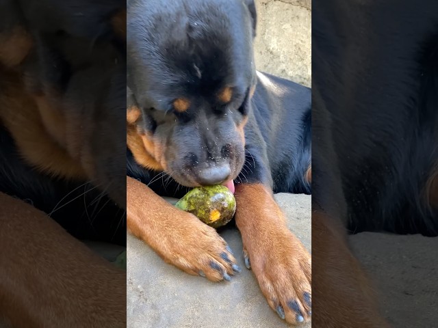 Eat mango 🥭🐕‍🦺😱 #shorts