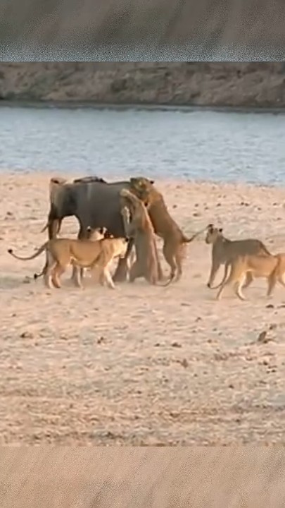 A baby elephant who was born as a warrior