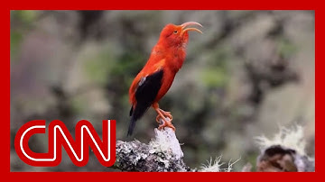 CNN CREATORS (EPISODE 5): AI and the environment