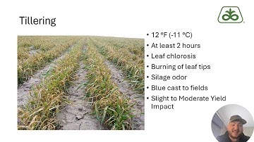 Wheat Stand & Freeze Damage Evaluation | Advice From Pioneer® Agronomy