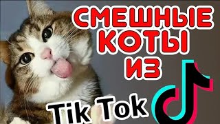 Tik Tok Funny CATS from Tik Tok 1