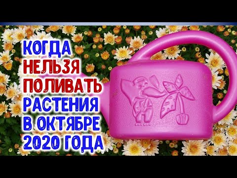 Когда поливать комнатные и садовые растения в октябре 2020 года? Агрогороскоп влагозарядки почвы