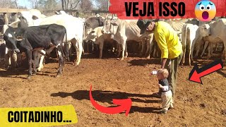 OLHA O QUE AS VACAS FEZ COM ESSA CRIANÇA