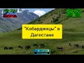 Табун Кабардинских лошадей в горах Дагестана. Circassian horse.