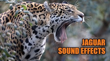 Jaguar Sounds 🐆 Jaguar Growling and Roaring