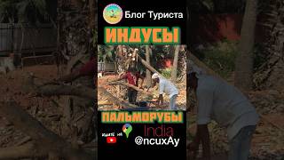 🪓 Коммунальные службы Калангута в индийском штате Гоа медленно, но верно производят зачистку пальм.