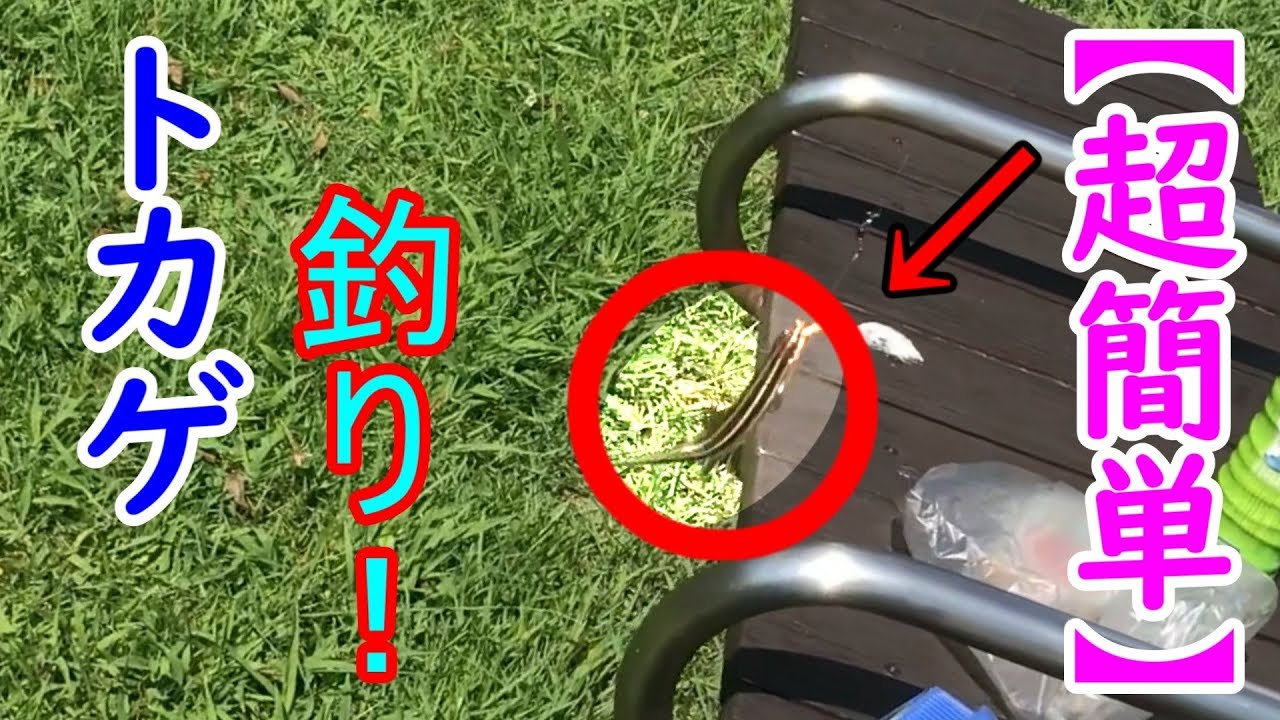 トカゲ釣り トカゲを超簡単に捕まえる方法 Lizard Fishing Youtube