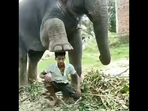 Powerful man / elephant / tik tok viral / funny video - YouTube Powerful man / elephant / tik tok viral / funny video - YouTube
