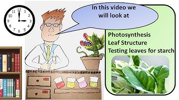 GCSE Biology Testing Leaves for Starch Revision