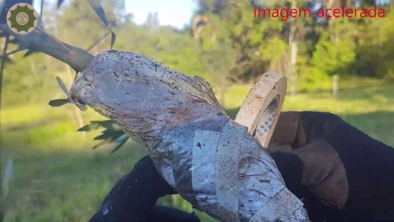 Como fazer mudas CLONES de OLIVEIRA. Alporquia. 1ª Parte.