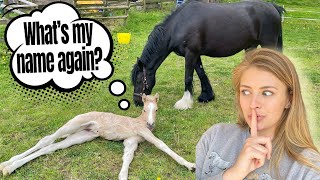 MILLY'S FOAL COMES HOME + NAME REVEAL 👀