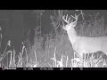 Rutting bucks, turkeys, and more: Trail cam