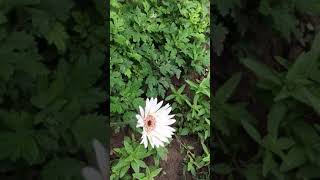 Flower 🌷 🌹 by Raj Nasir 9 views 3 years ago 1 minute, 50 seconds