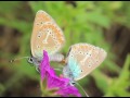 Storchschnabel Bläuling Plebeius eumedon