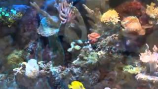 Aquarium & Pond Supplies - Neptune Aquatics