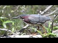 Green Heron Goes Fishing