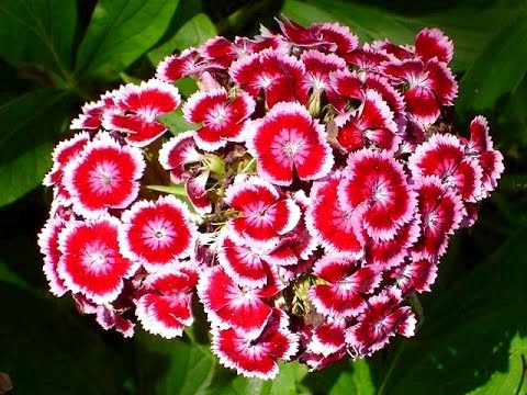 sweet william flowers Dianthus sweet black cherry — bluestone perennials