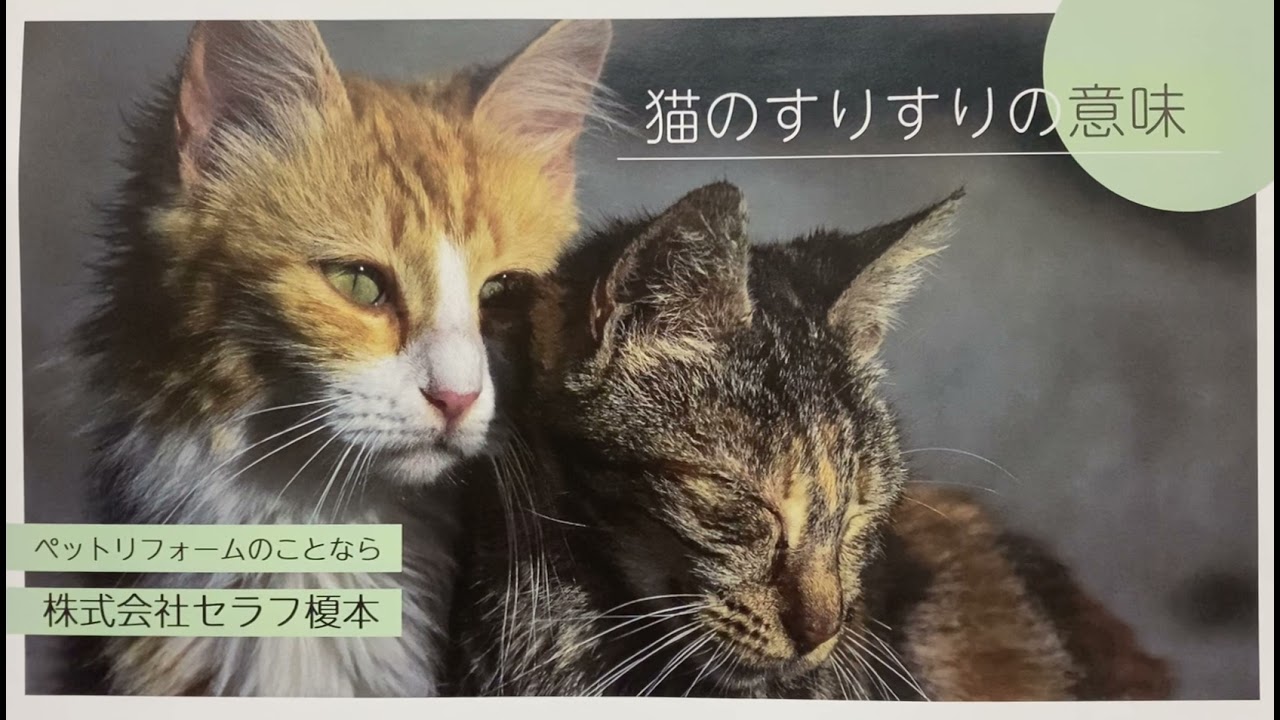 猫のすりすりの意味 キャットステップ キャットウォーク ナチュラル 猫 ネコ ステップ 壁 猫と住むマンション 猫と住む家 ペット ペットリフォーム Youtube