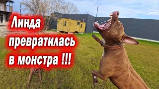 Питбуль Линда превратилась в монстра при виде удочки !!! Разборки с щенком питбуля Витой.