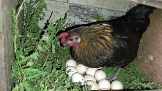 A broody hen searching her nest  || Farming Nepal Aara