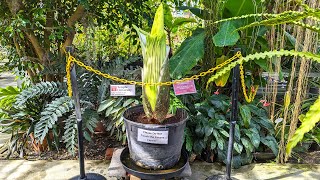 Ambler Campus Corpse Flower Live Stream - Afternoon/Evening - 4/25/23