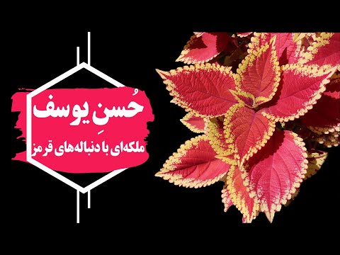 تصویری: چگونه از کالانچو کالندیوا مراقبت کنیم