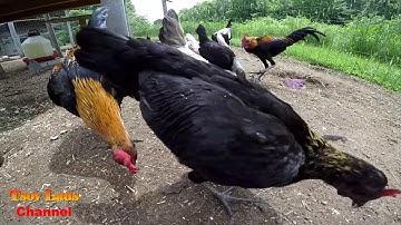 Hmoob Nyob Meskas Lub neej Tu Qaib Hmong US Chicken Farm 2018