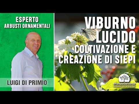 Video: Che aspetto ha un cespuglio di viburno?