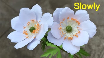 ABC TV | How To Make Anemone Paper Flower (Slowly) - Craft Tutorial