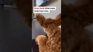 Miniature Poodle Steals Sock AGAIN #dog #doglover #cute