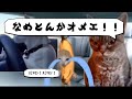 ごみ収集員の日常~#2 試用期間編~ #猫ミーム #猫meme