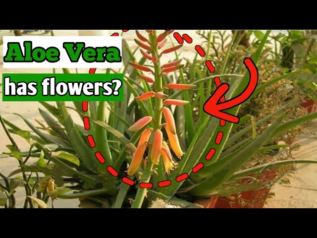 Aloe Vera Flowers ll All you need to know ll - thptnganamst.edu.vn