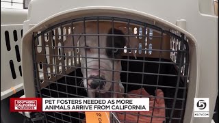 Pet fosters needed as dozens of animals arrive from California