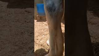 خيول الحصان_العربي التهاب الأوتار horse arabian horse ???tendenites