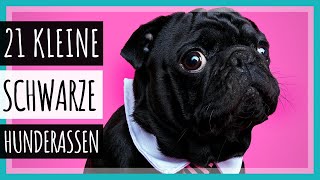 21 Kleine Schwarze Hunderen Mit Bildern 2023