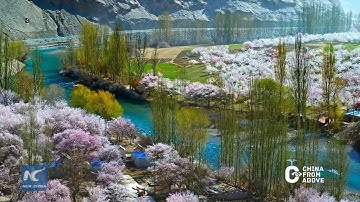 China From Above | Apricot blossoms on Pamir Plateau, Xinjiang